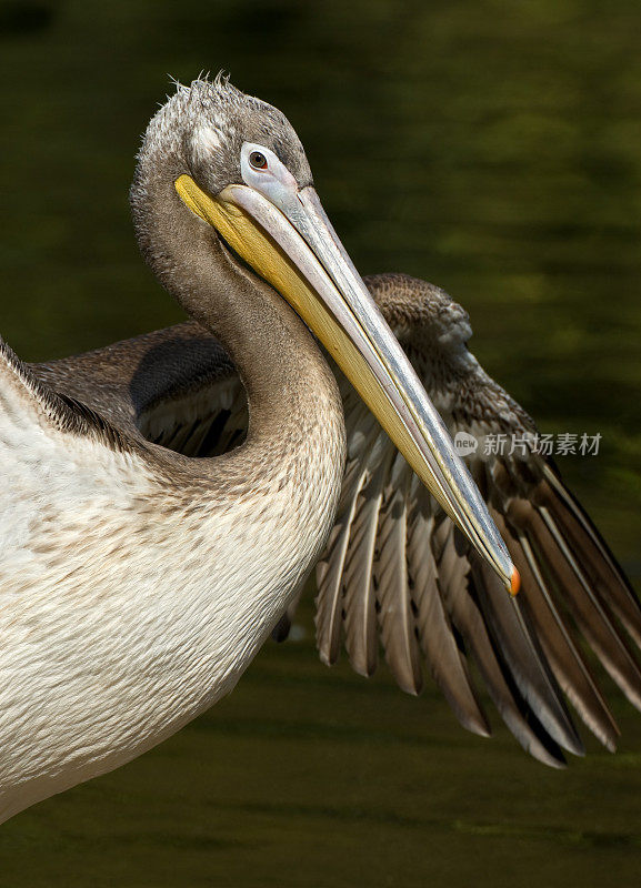 小斑点鹈鹕(pelelecanus crispus)